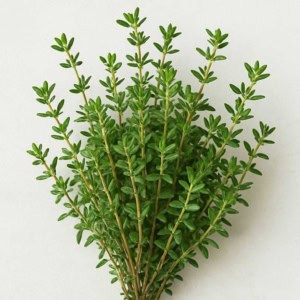 آویشن شیرازی آویشن شیرازی