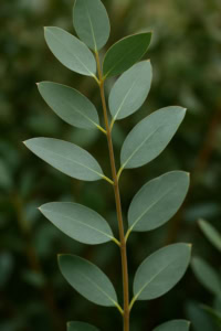 اکالیپتوس اکالیپتوس