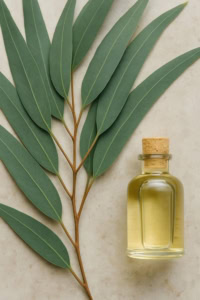 روش بخور اکالیپتوس روش بخور اکالیپتوس