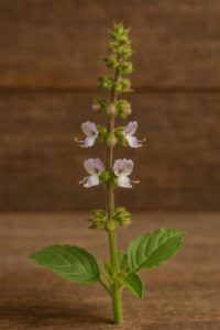 گل ریحان مقدس گل ریحان مقدس