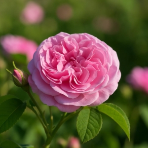 گل محمدی نماد چیست